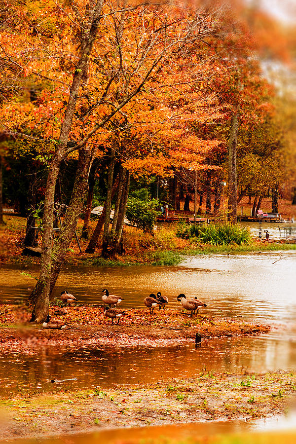 Geese Photograph - Fall Gathering by Barry Jones