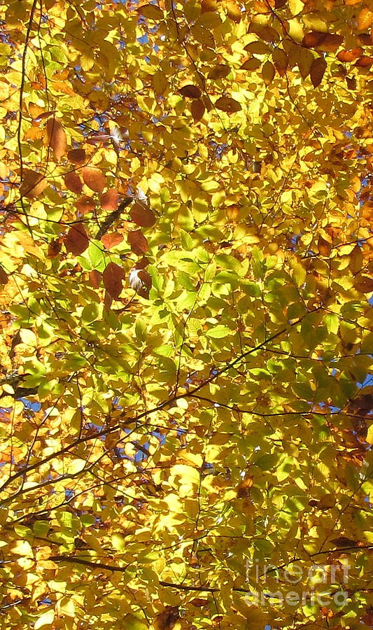Fall Gold Foliage Photograph by Joshua Bales