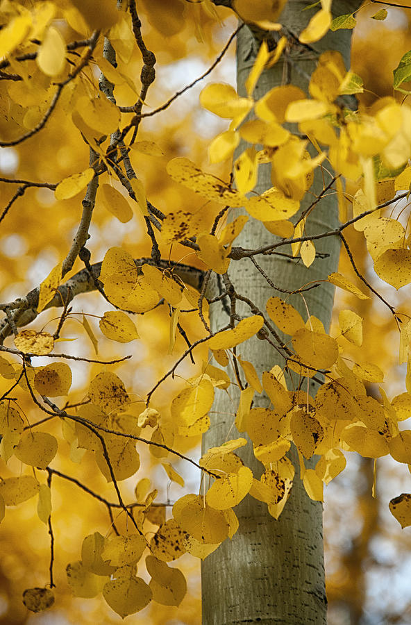 Fall Gold  Photograph by Saija Lehtonen