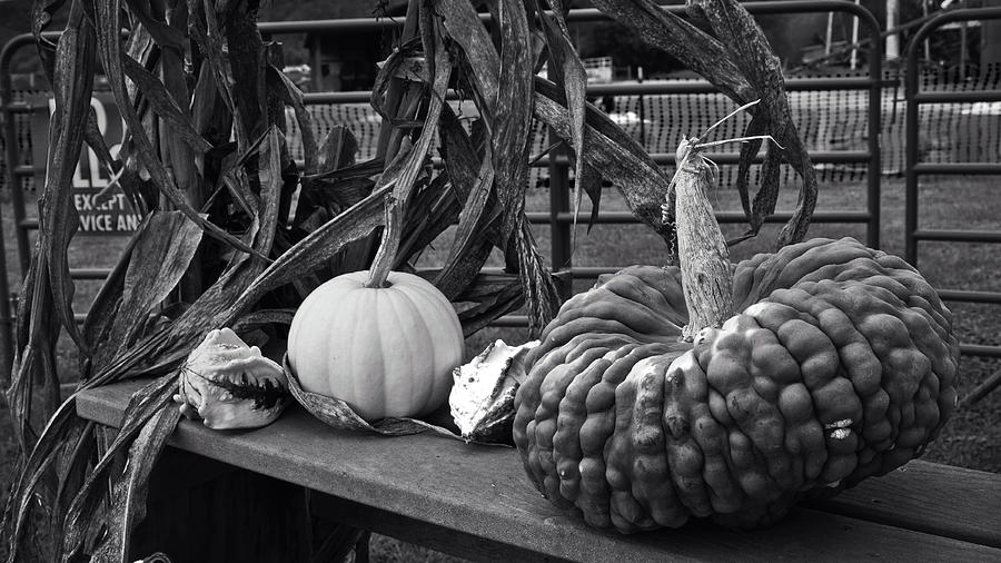 Fall Gourds Photograph by George Taylor