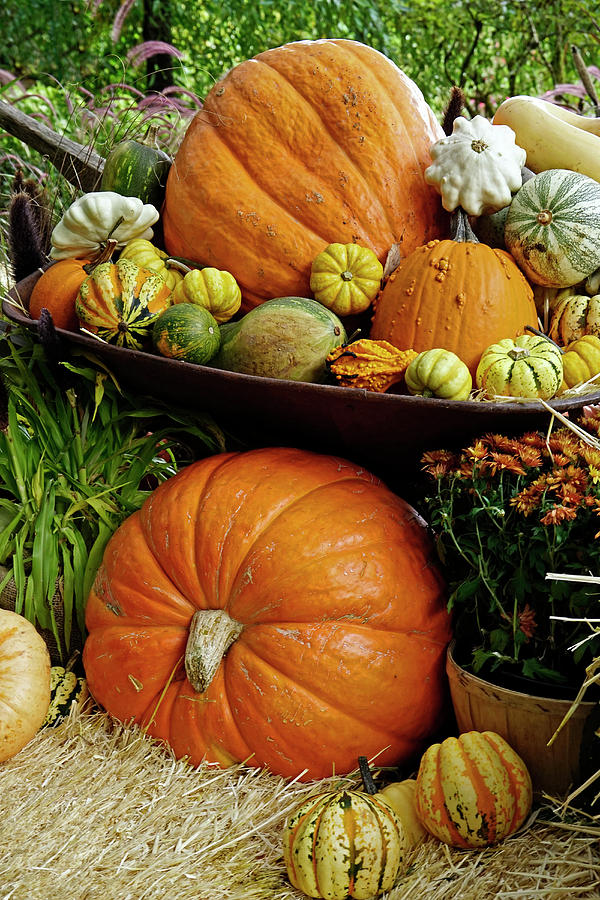 Fall Gourds Photograph by Inge Riis McDonald