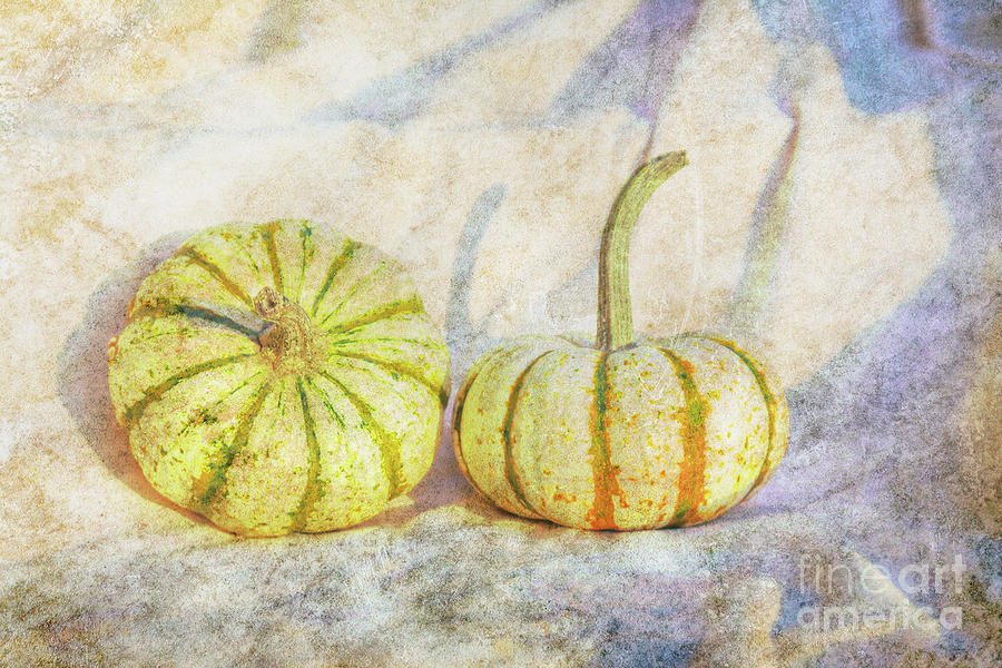 Fall Gourds on Cloth Digital Art by Randy Steele