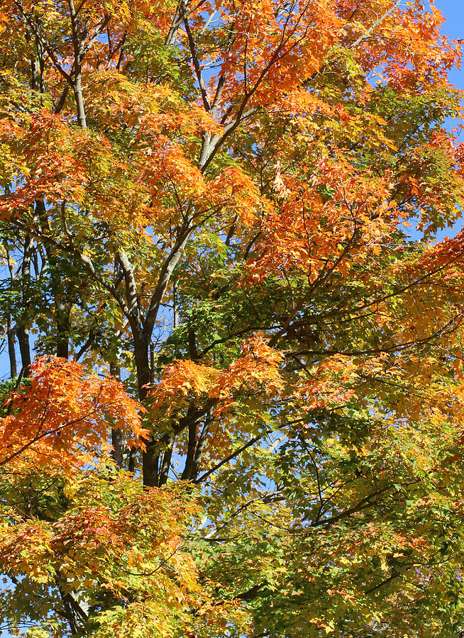 Fall Gradient Photograph by William Selander