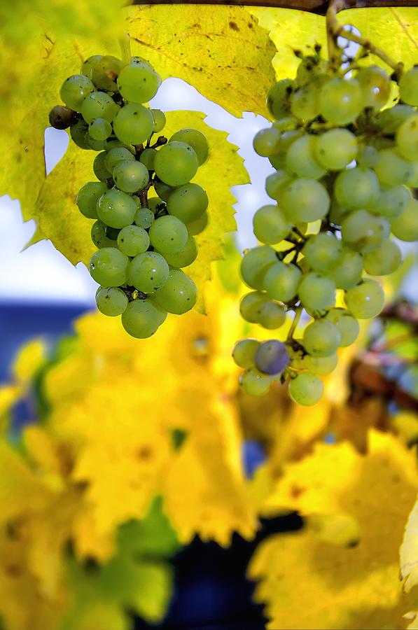Fall Grapes 6448 Photograph by Jerry Sodorff