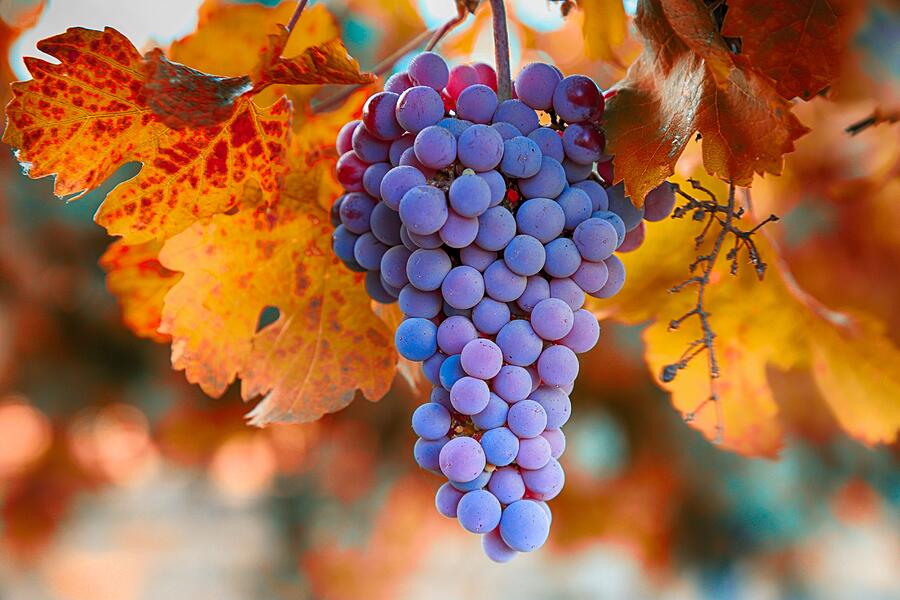 Grape Photograph - Fall grapes from the Yakima Valley,  by Lynn Hopwood