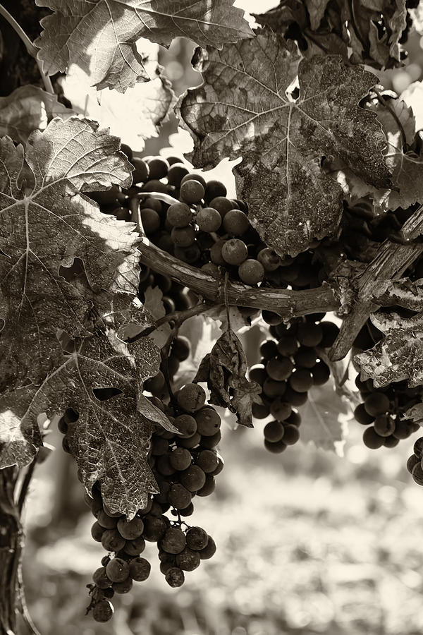 Fall Grapes - Toned Photograph by Georgia Clare