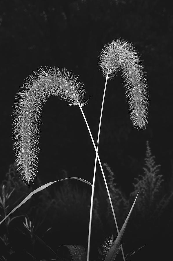 Black And White Photograph - Fall Grass 2 by Mark Fuller