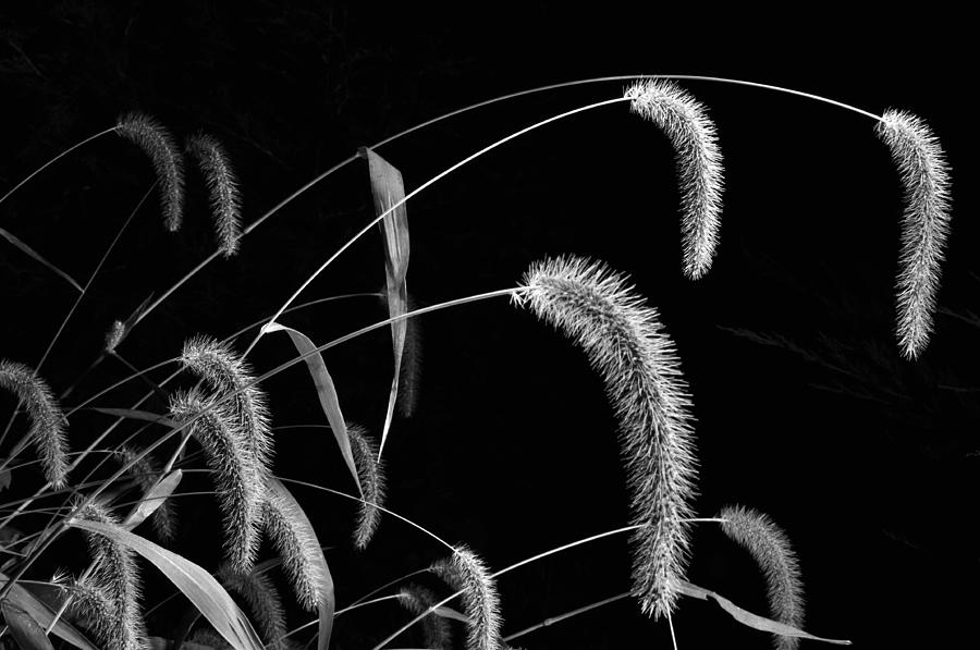 Fall Grass 3 Photograph by Mark Fuller