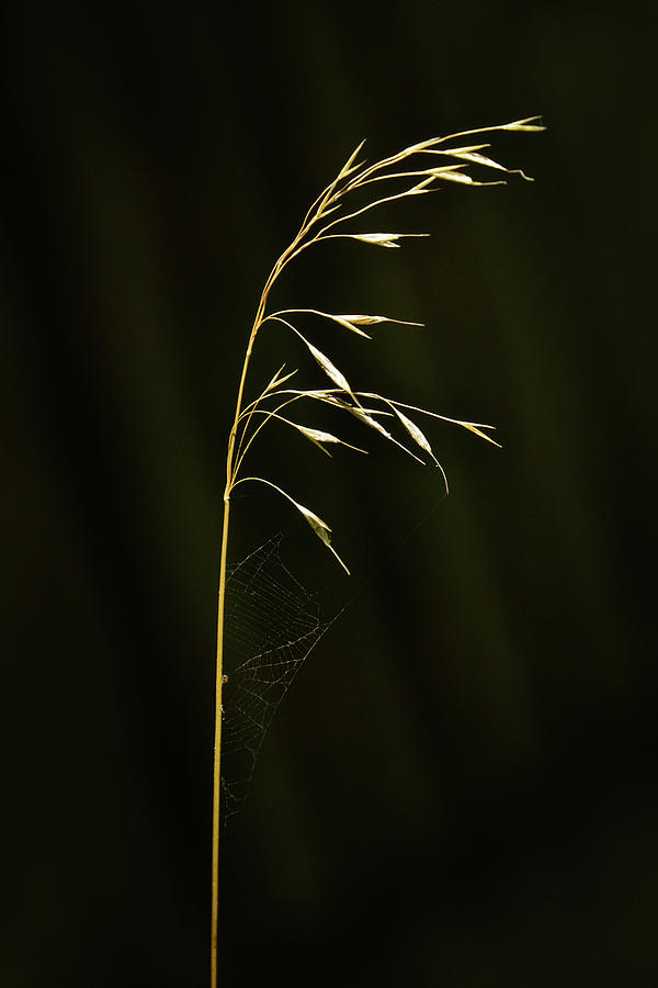 Fall Grass - 365-305 Photograph by Inge Riis McDonald