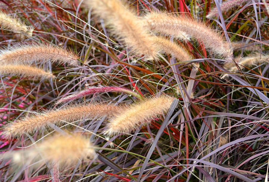 Fall Grass Photograph by Ally White