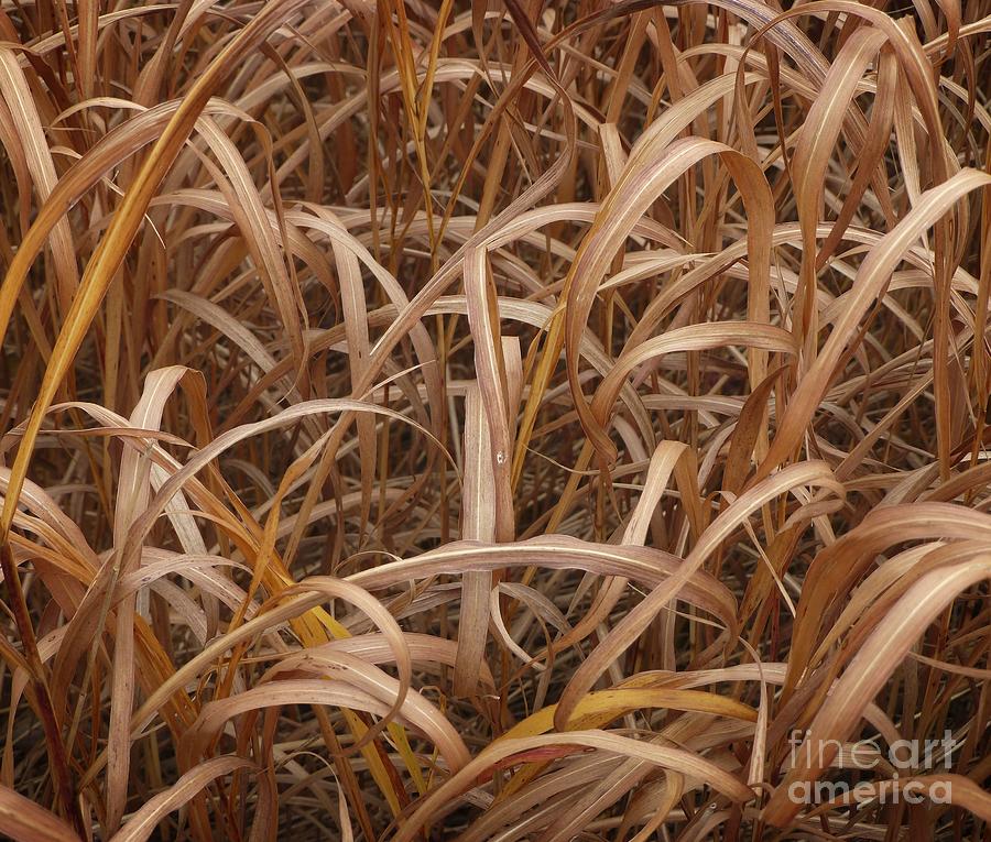 Fall Grasses in Field Photograph by Dee Flouton