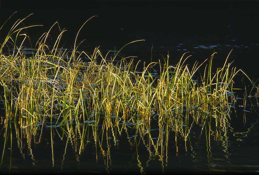 Fall Grasses - Snake River Photograph by Sandra Bronstein