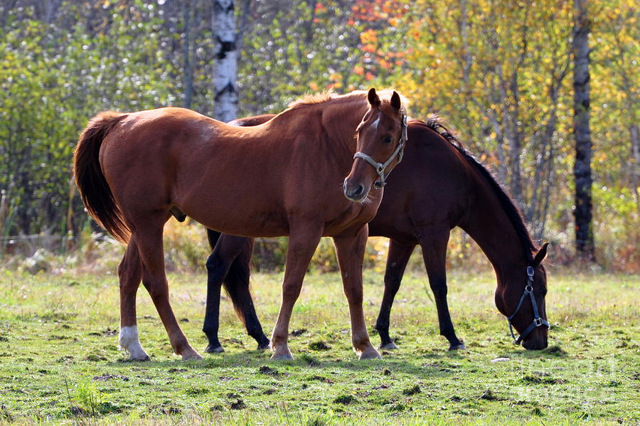 Horses Fall Grazing Photograph by Glenn Gordon