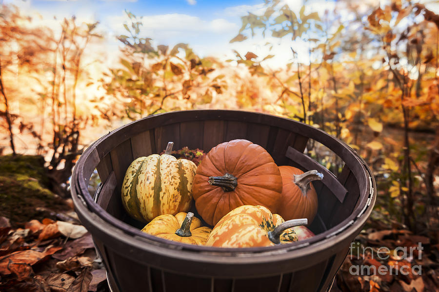 Fall Harvest Basket Photograph by Alissa Beth Photography