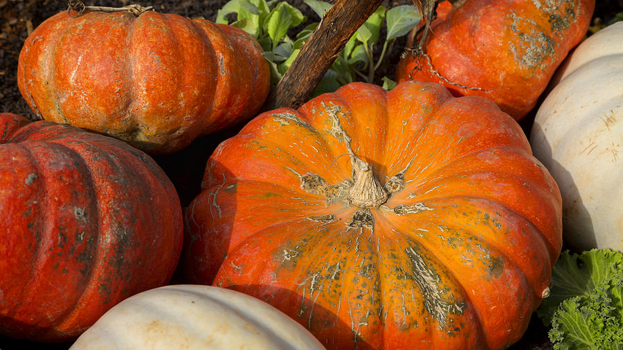 Pumpkin Photograph - Fall Harvest by Stephen Stookey