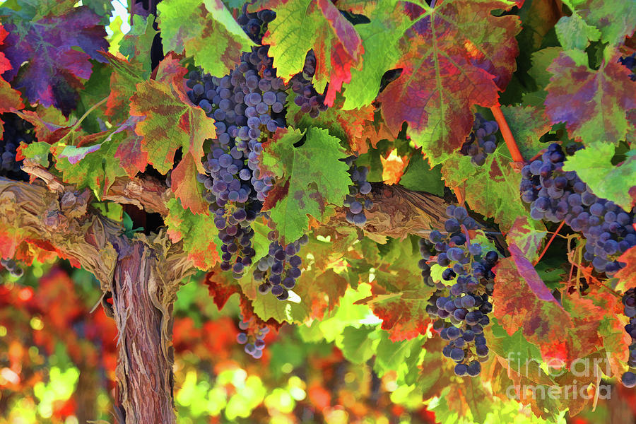 Fall Harvest Wine Vineyard with Grapes Photograph by Stephanie Laird