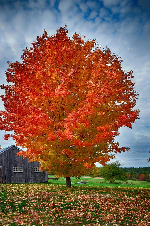 Fall Has Arrived Photograph by Tricia Marchlik