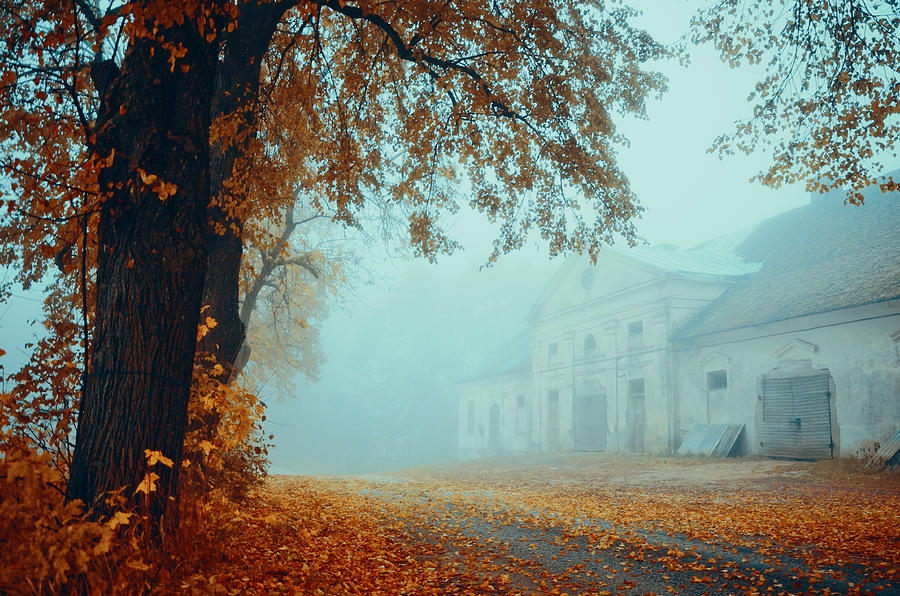 Fall Photograph - Fall by Hendrik Mandla