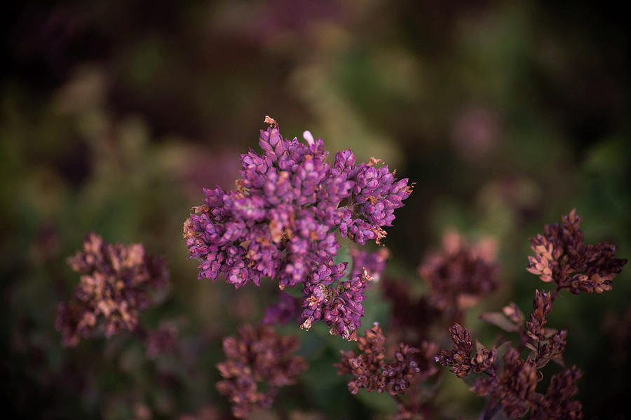 Fall Photograph - Fall Herbs by Kristen Beck