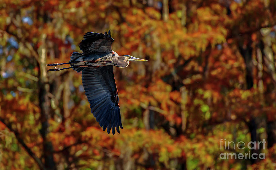 Fall Heron Photograph by DJA Images