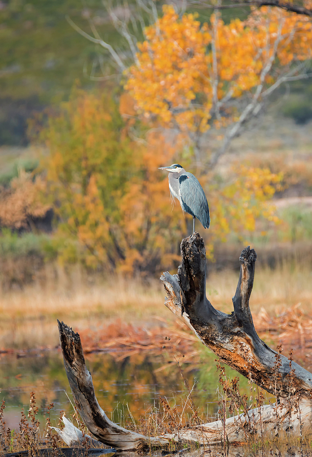 Fall Heron Photograph by Loree Johnson