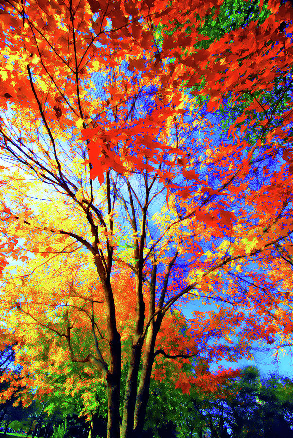 Fall impression Photograph by Bill Jonscher