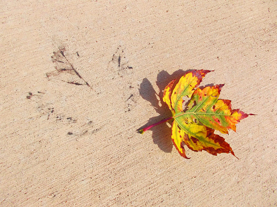 Fall Photograph - Fall Impression by Iryna Goodall