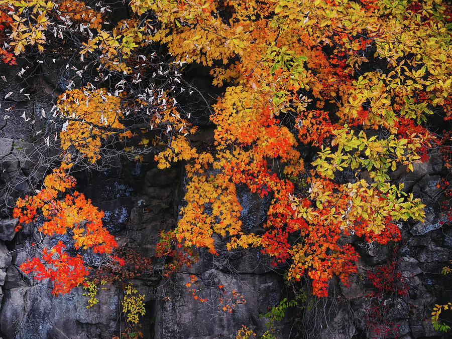 Fall in color Photograph by Hyuntae Kim