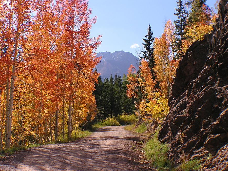 Fall in Colorado Photograph by Carol Milisen
