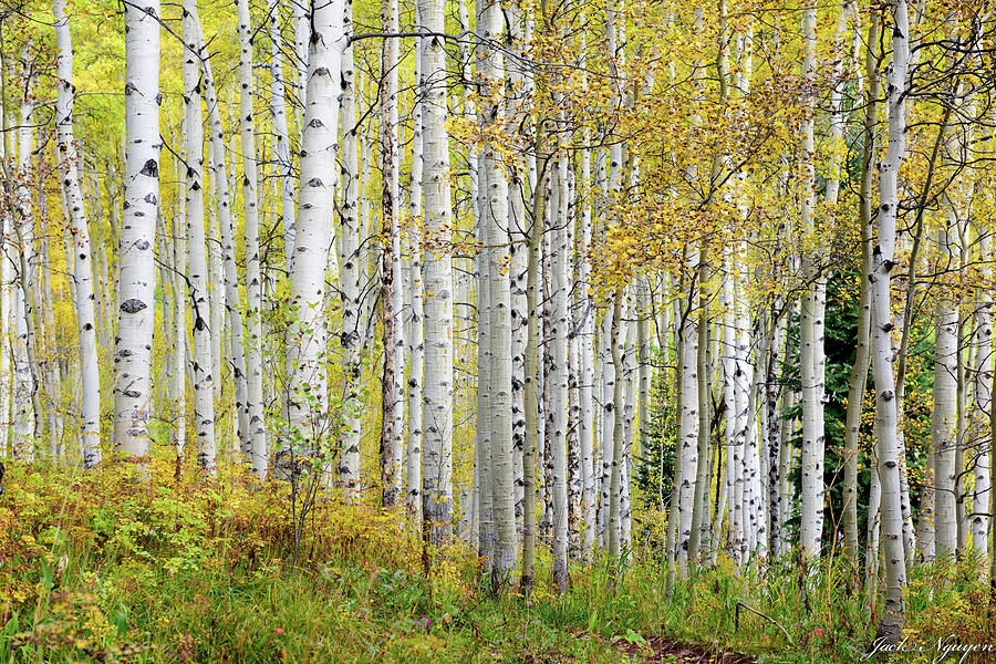 Fall in Colorado Photograph by Jack Nguyen