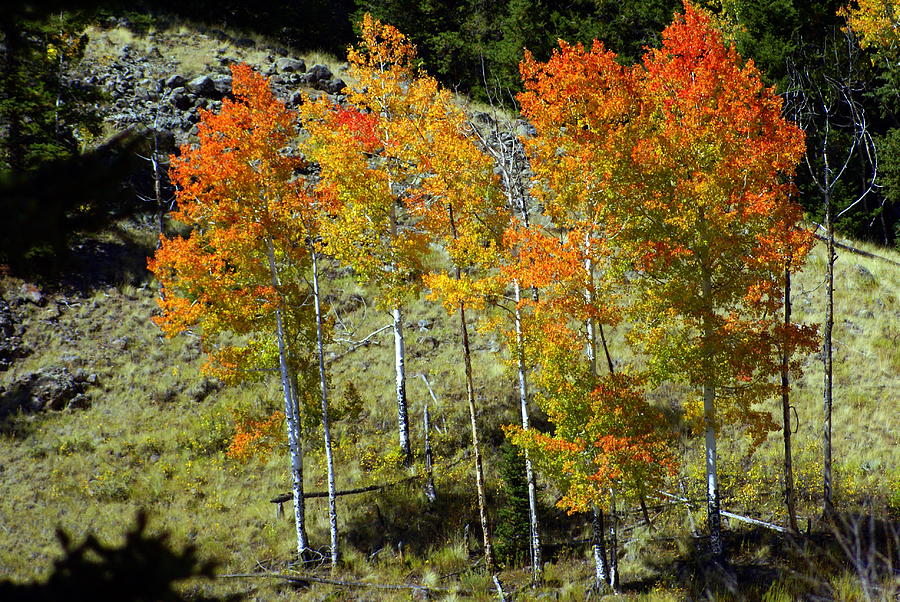 Fall In Colorado Photograph