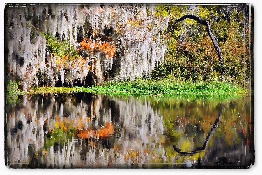 Florida Photograph - Fall in Florida by Pedro Katz Florida Photograph - Fall in Florida by Pedro Katz