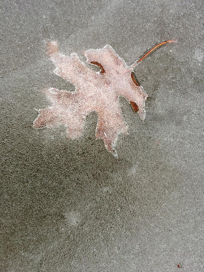 Fall In Ice Photograph by Lori Knisely