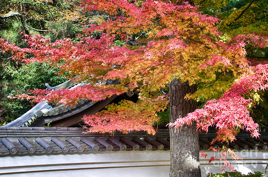 Japan Photograph - Fall in Japan by Tad Kanazaki Japan Photograph - Fall in Japan by Tad Kanazaki