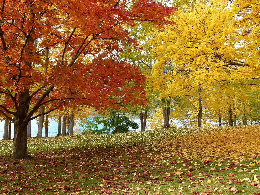 Fall In Kaloya Park 9 Photograph by Will Borden - Fine Art America