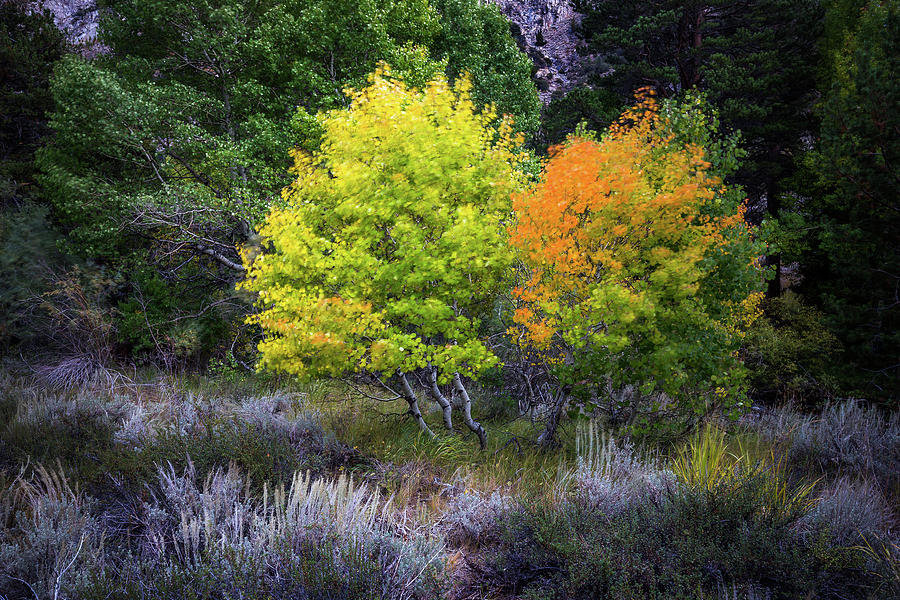 Fall Photograph - Fall in Mammoth by Davorin Mance