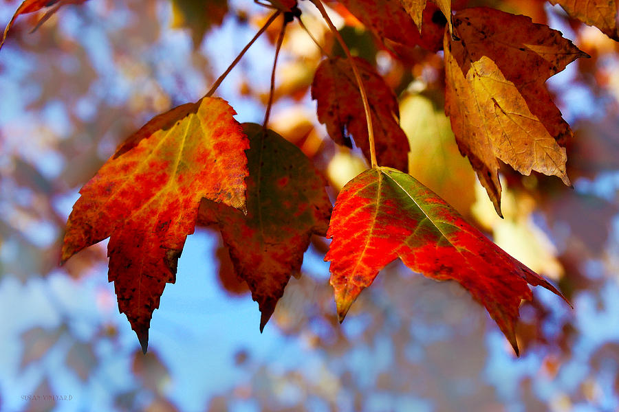 Fall in Maple Ridge Photograph by Susan Vineyard