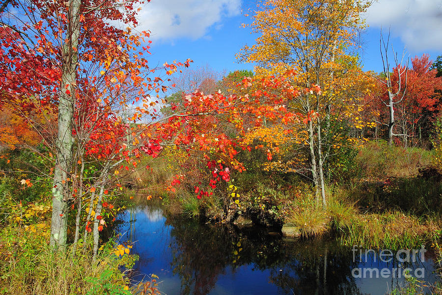 Tall Photograph - Fall in New England by Edward Sobuta