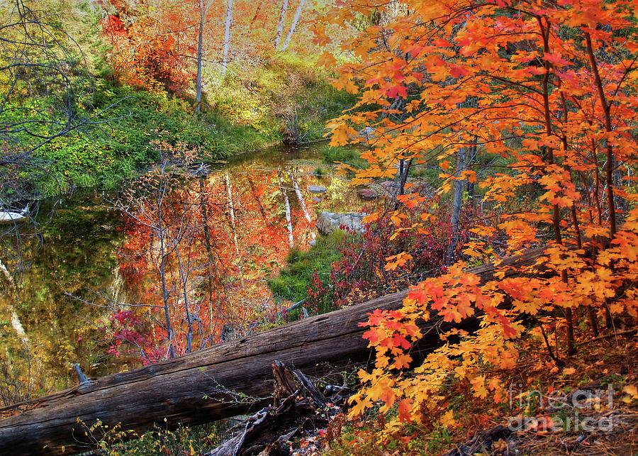 Fall In Oak Creek Canyon Photograph by K D Graves - Fine Art America