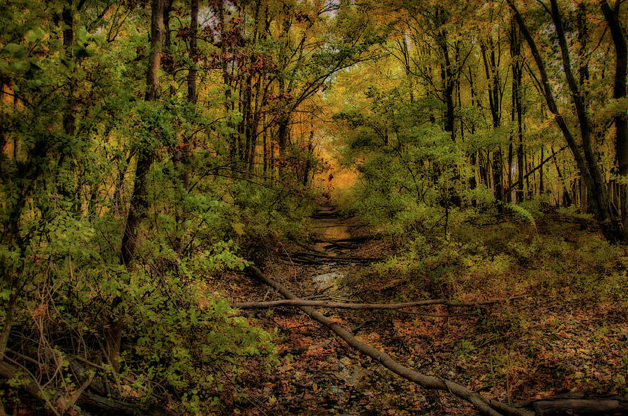 Fall Photograph - Fall In Ohio by Gaby Swanson Fall Photograph - Fall In Ohio by Gaby Swanson