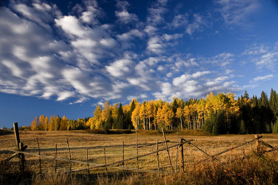 Seasons Photograph - Fall in the Cariboo by Detlef Klahm