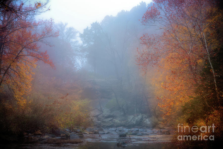 Fall in the Fog by Larry McMahon Fall in the Fog by Larry McMahon