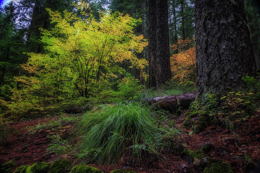 Fall Photograph - Fall in the Forest by Cat Connor