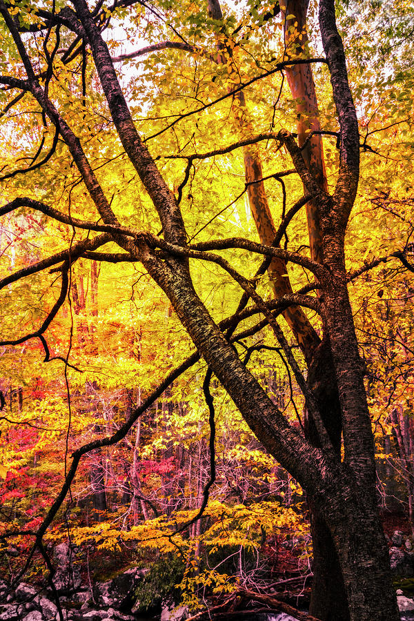 Fall in the Forest Photograph by Debra and Dave Vanderlaan