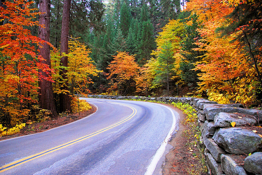 Sequoia National Park Photograph - Fall in the Forest by Lynn Bauer