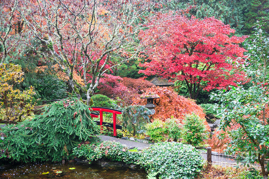Fall in the Japanese Garden 2 Photograph by Jill Greenaway