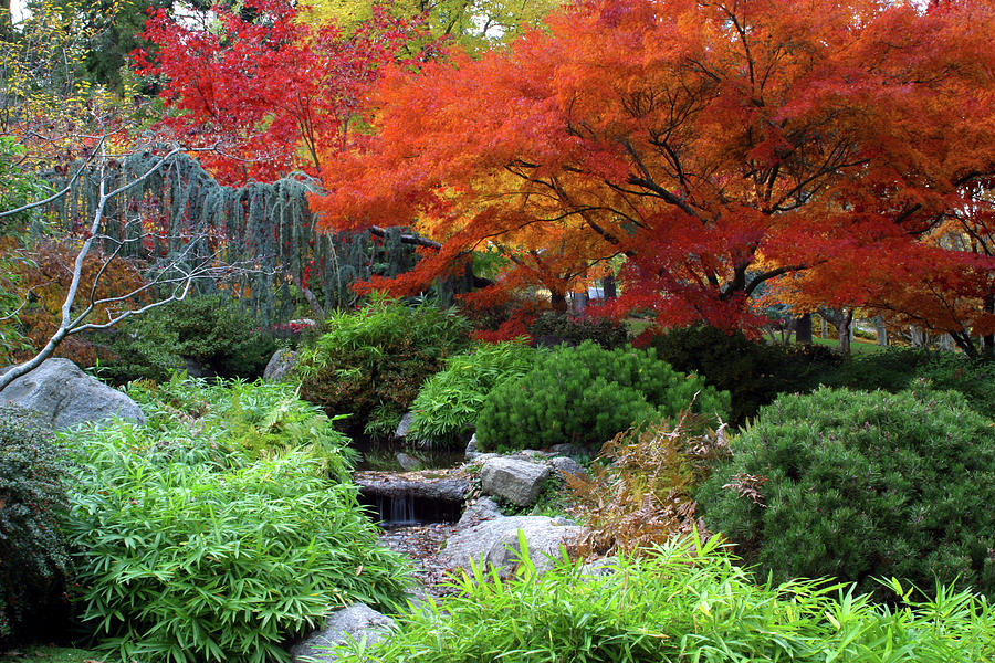 Fall Photograph - Fall in the Japanese Garden II by Jim Nelson