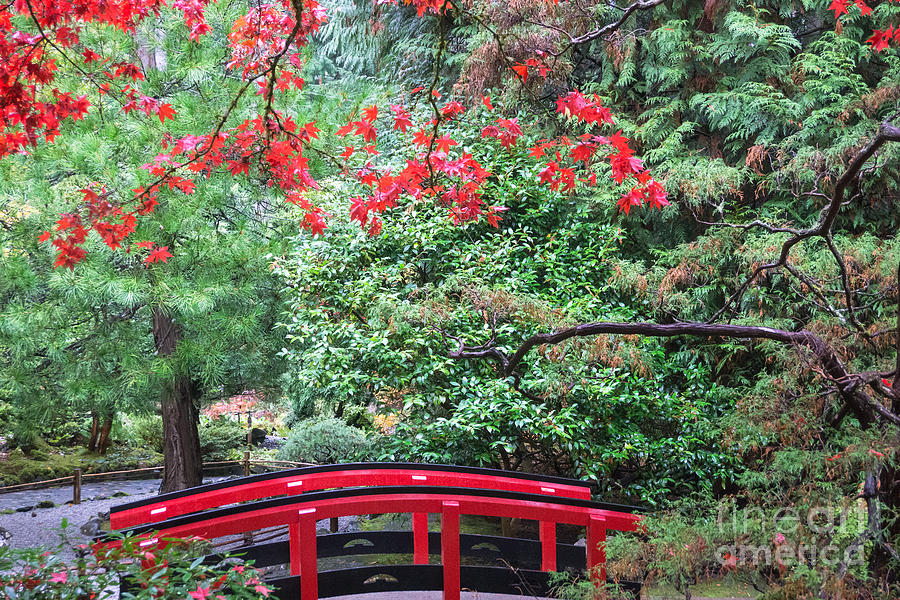 Fall in the Japanese Garden Photograph by Jill Greenaway
