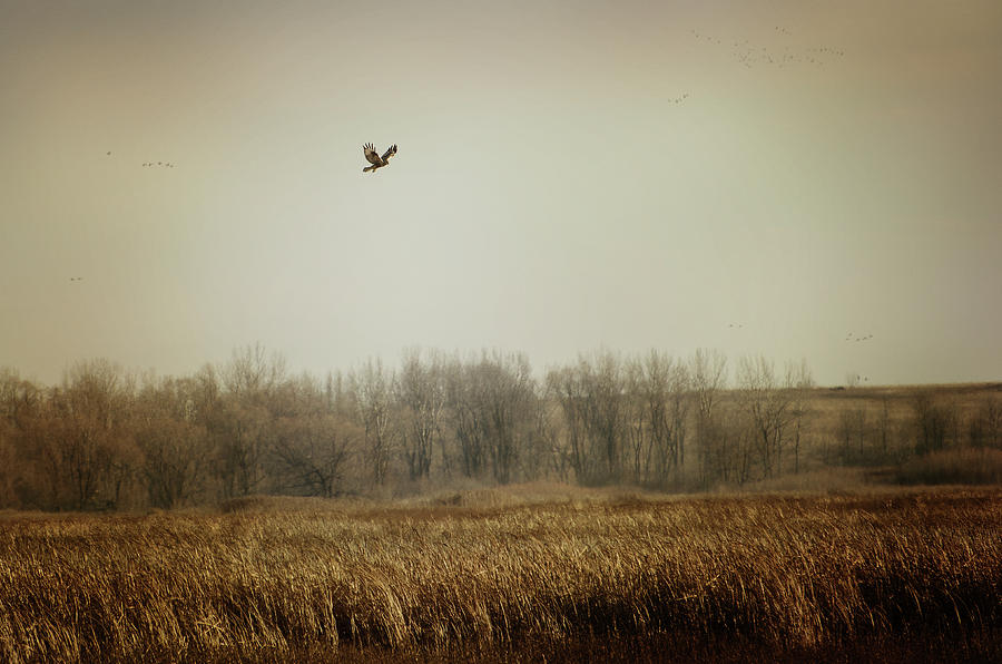 Hawk Photograph - Fall in The Marsh by Susan McMenamin