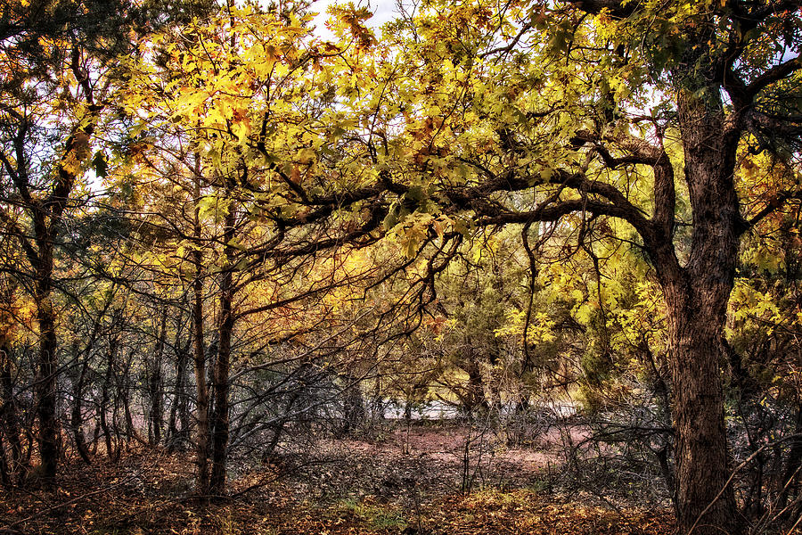 Fall in the Oaks Photograph by Diana Powell